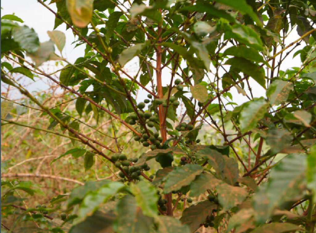 コーヒーチェリー